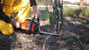 Best Hazardous Tree Removal  in Lla Lla, WA