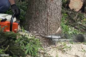 Best Arborist Consultation Services  in Lla Lla, WA