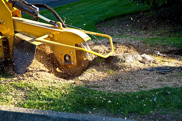 How Our Tree Care Process Works  in  Walla Walla, WA