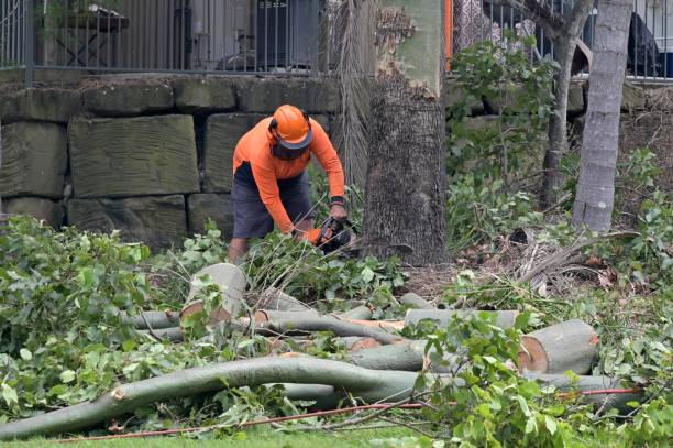 Reliable Walla Walla, WA Tree Services Solutions